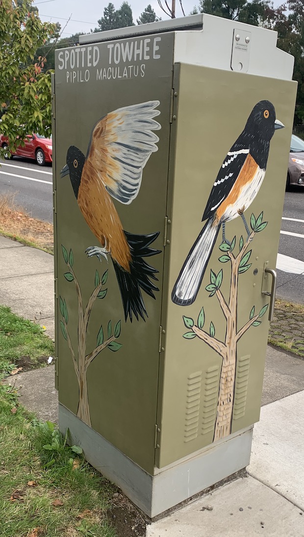 Finished electrical box with the Spotted Towhee showing two sides of the box. 
                Left side: Spotted Towhee landing on branch. Right side: Spotted Towhee sitting on branch.